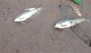 Laudo com causa da morte de peixes no Rio Pirapó sai nesta semana